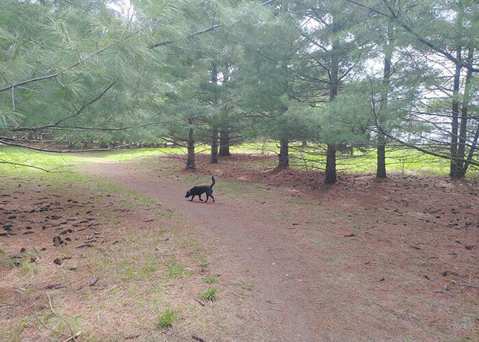 Preservation Park Trails: Off-Leash Dog Park