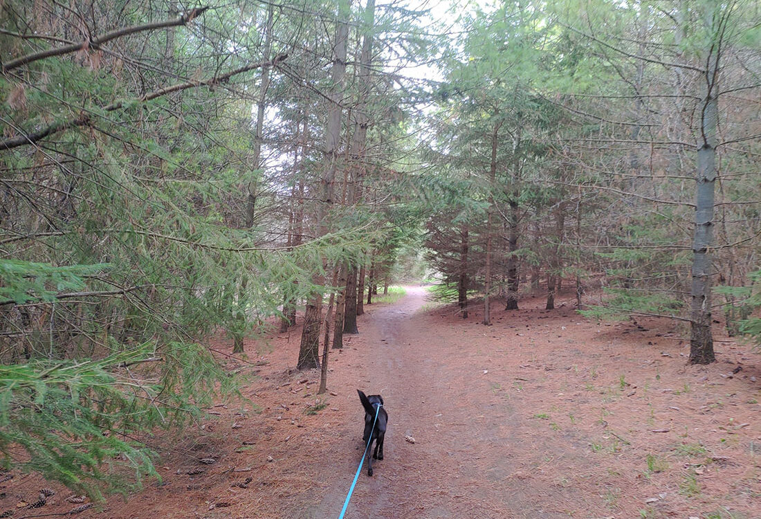 Preservation Park Trails: Dog Walk