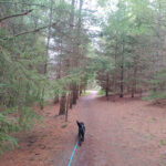 Preservation Park Trails: Dog Walk