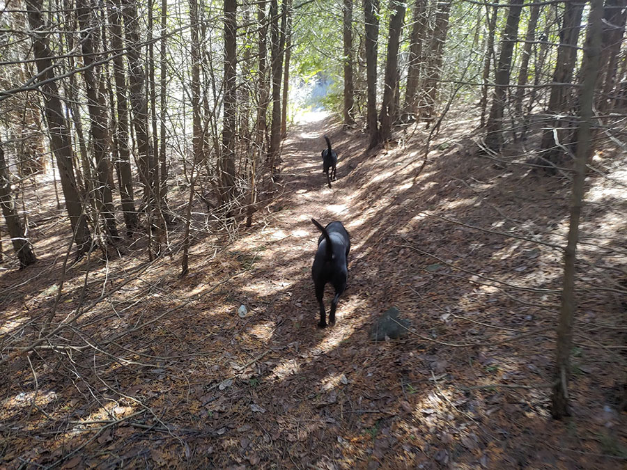 Dart leading Feilder: Speed River Trail