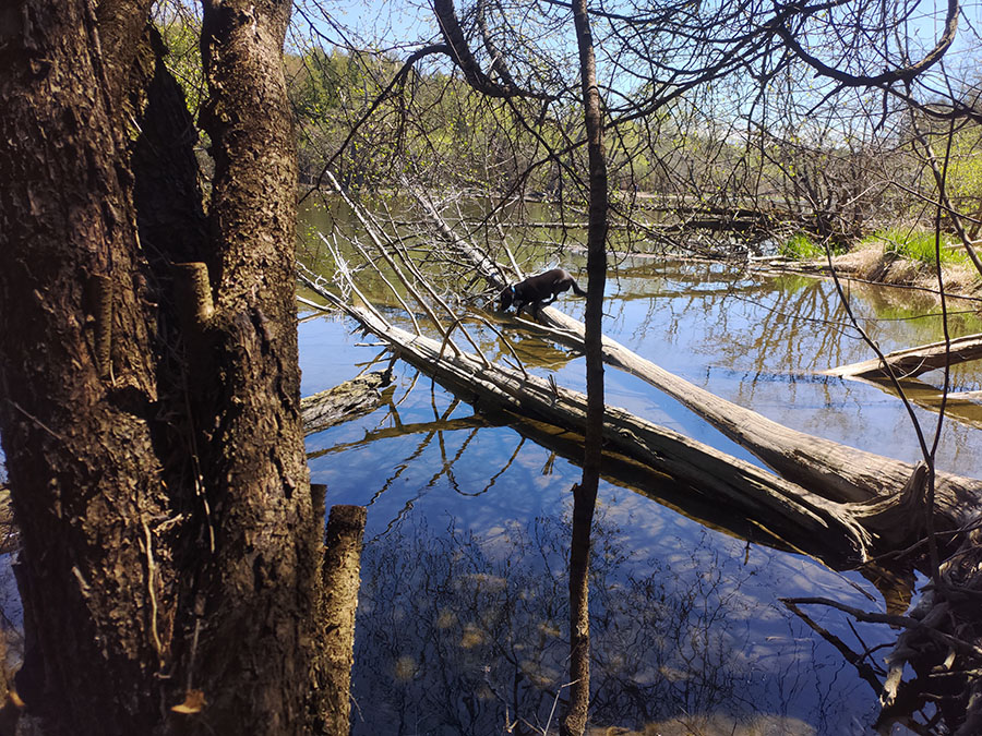 Dart exploring Speed River Trail