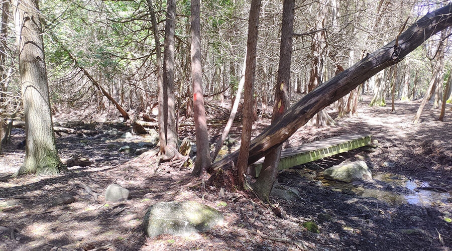 Speed River Trail tree crossing